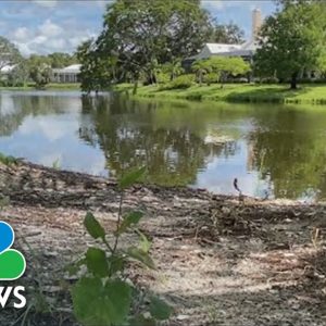 Elderly Florida Woman Dies After Alligator Attack