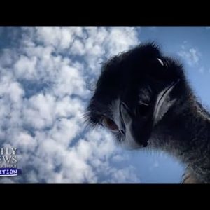 Meet Emmanuel The Emu | Nightly News: Kids Edition