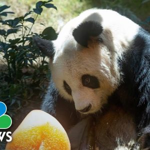 World's Oldest Giant Panda Under Human Care Passes Away At Age 35